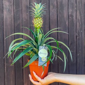Ananás (Ananas comosus) ´MI AMIGO´ - výška 25-35 cm, kont. C1,5L